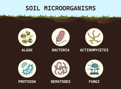 Biological effects.jpg Biological effects.jpg