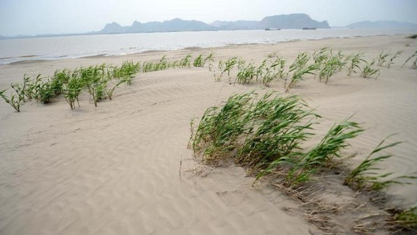Desertified Soil.jpg Desertified Soil.jpg