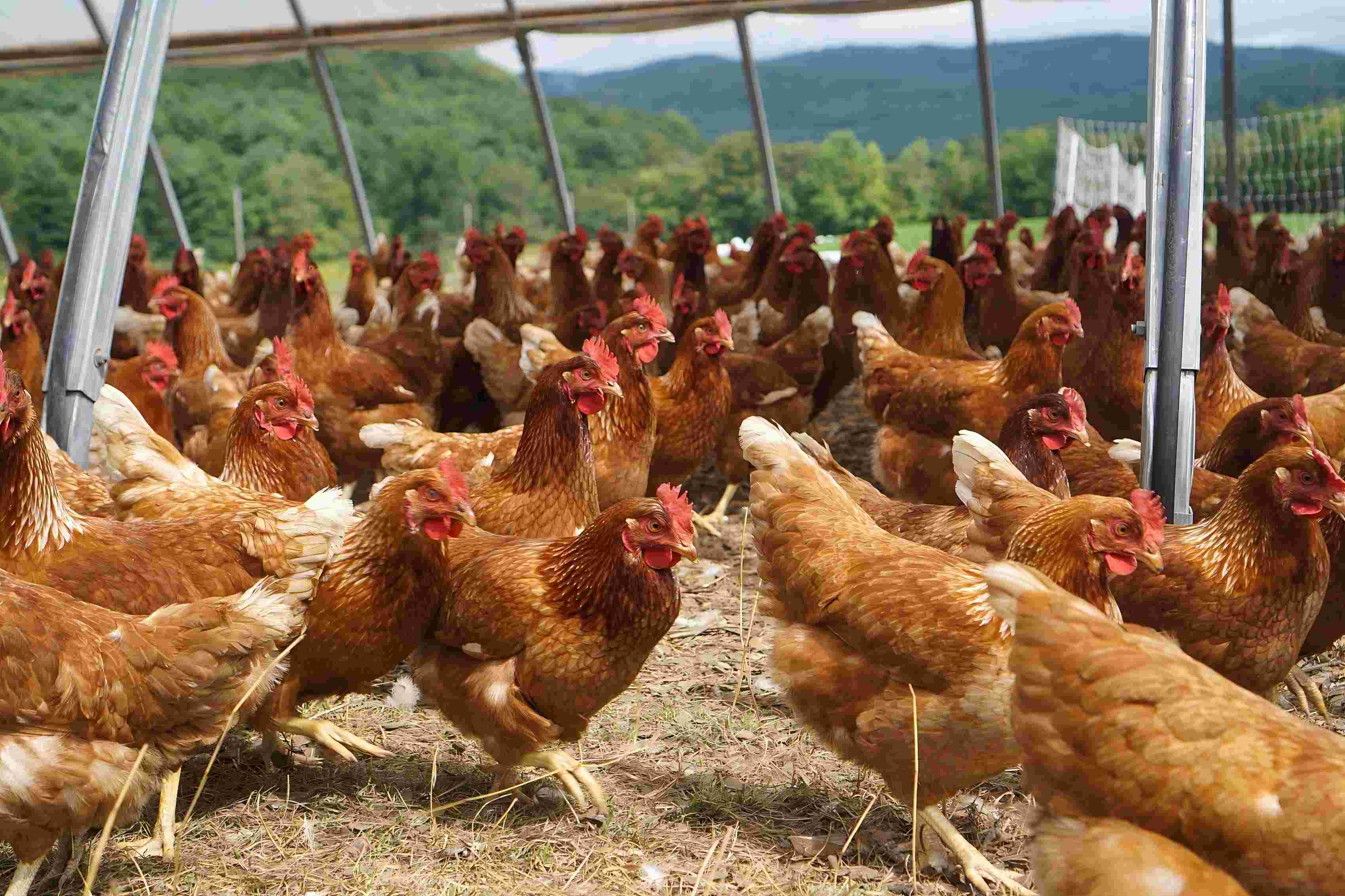 Application of Sodium Humate in Farming.jpg Application of Sodium Humate in Farming.jpg