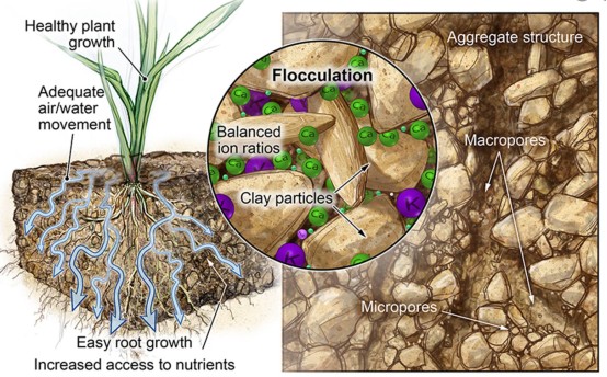 The improvement effect of Humic Acid on soil - physical effect.jpg The improvement effect of Humic Acid on soil - physical effect.jpg