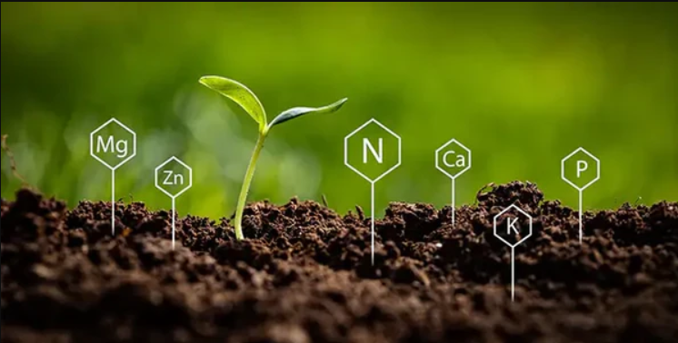 Activation and storage of nutrients.jpg Activation and storage of nutrients.jpg